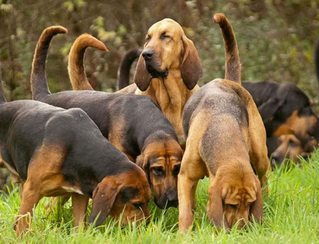 Bloodhound Dog Breed: